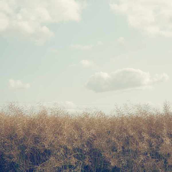 Description de l'image 5